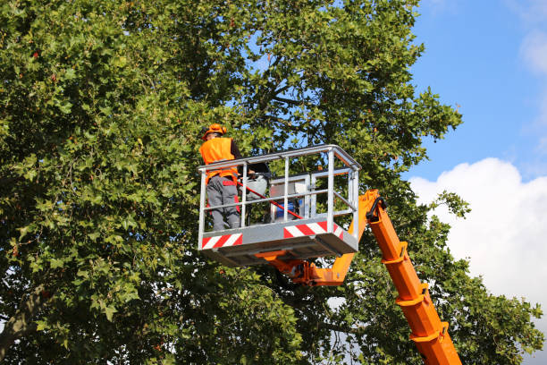 Reliable Rancho Mirage, CA Tree Removal and Landscaping Services Solutions